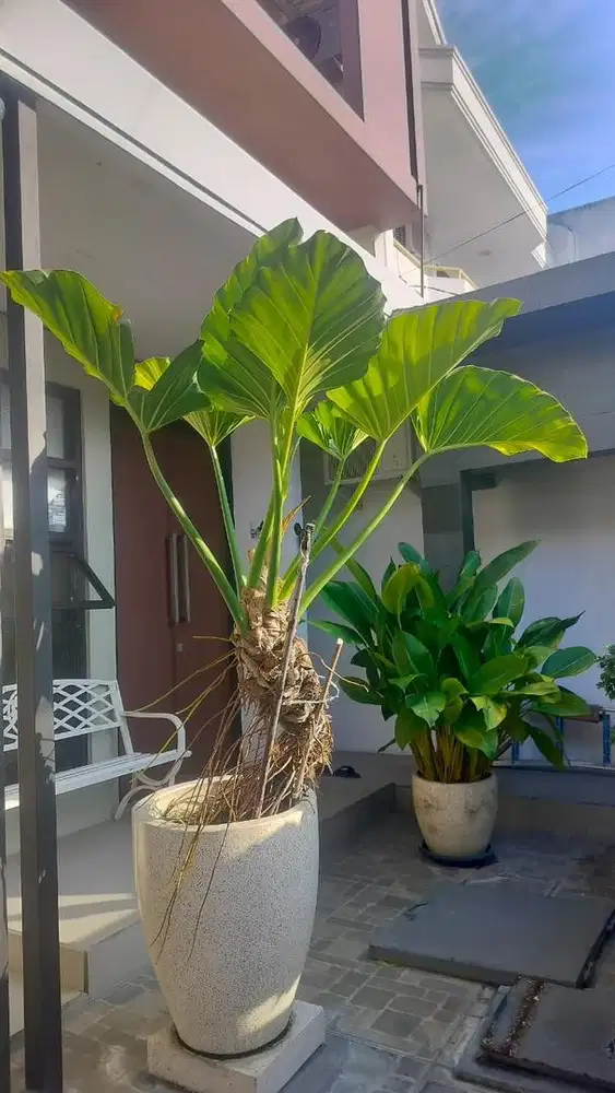 Tanaman Hias Hidup Philodendron Tree