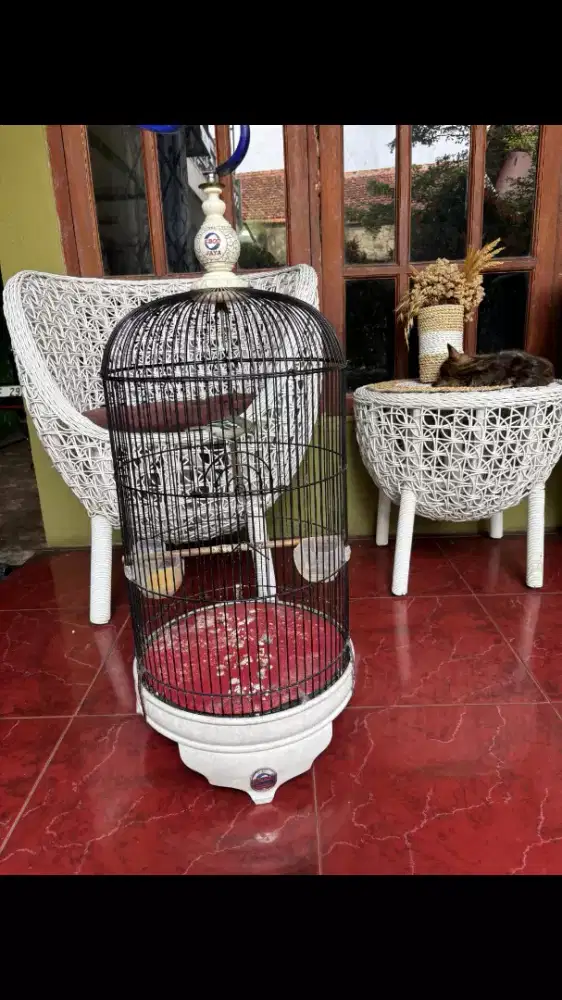 Cipow Daun Gacor plus Kandang