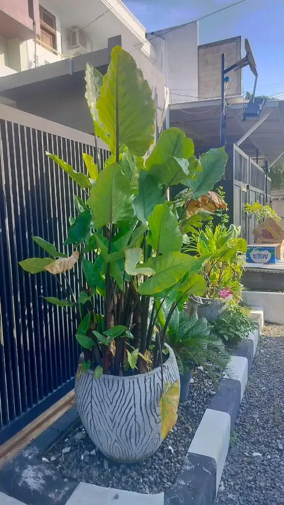 Tanaman Hias Asli Talas Gajah