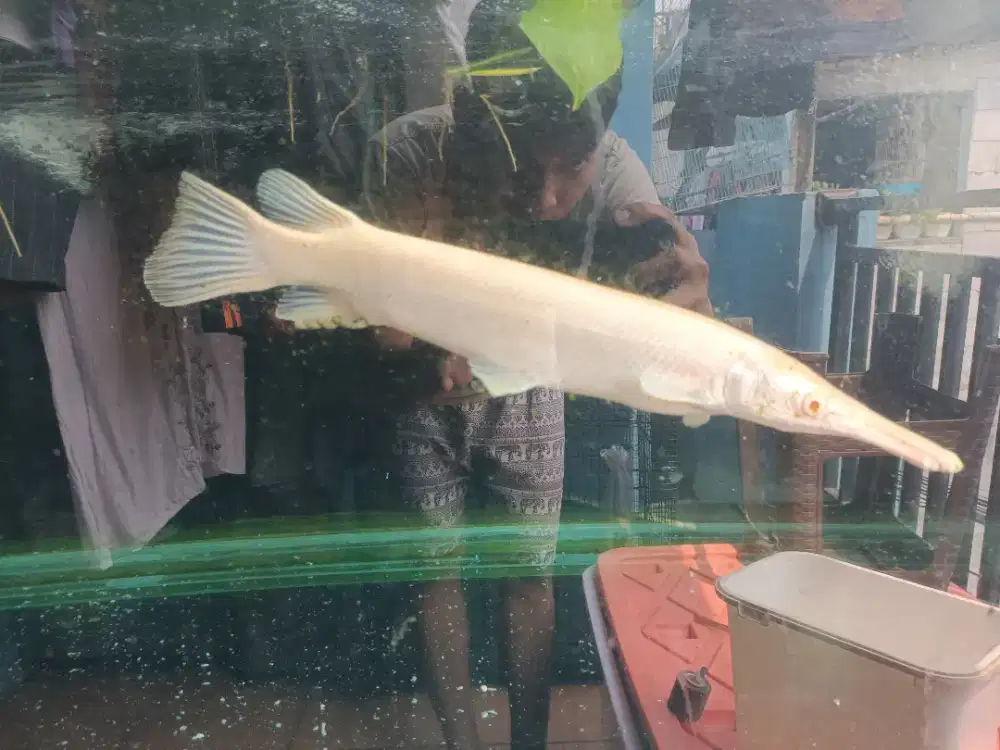 Ikan hias albino gar ikan predator