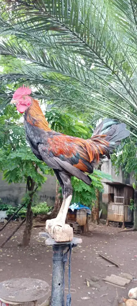 Ayam ketawa muda durasi