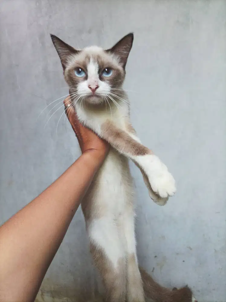 Kucing ras mix kampung