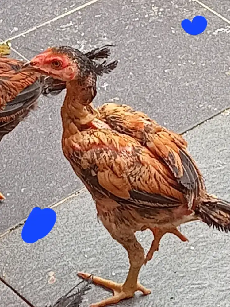 Jual Ayam Bangkok