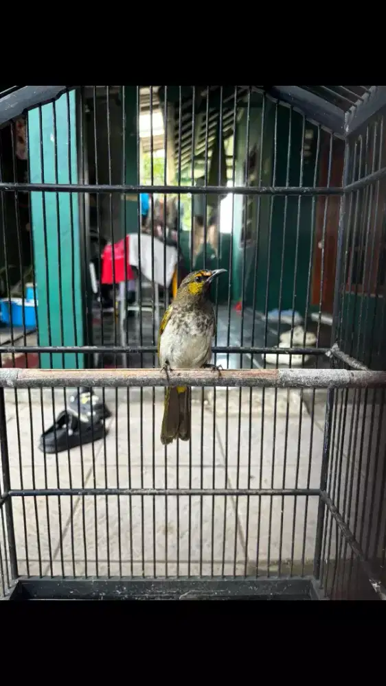 Burung Cucak Wilis Gacor