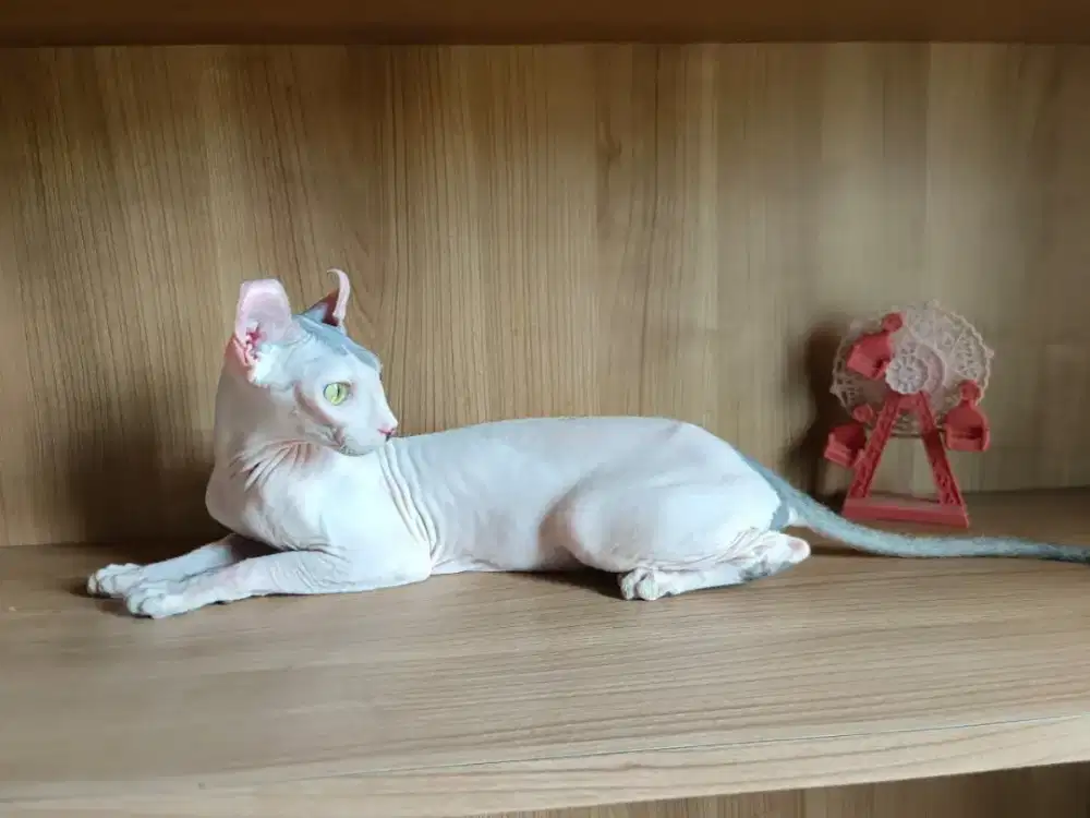 Sphynx elf betina