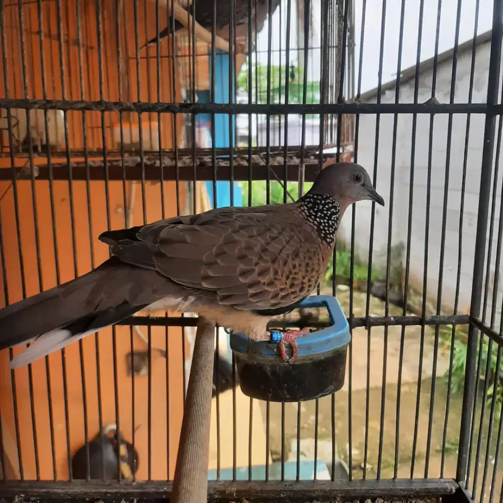 Burung Tekukur Lokal kuk 1 Rajin Bunyi
