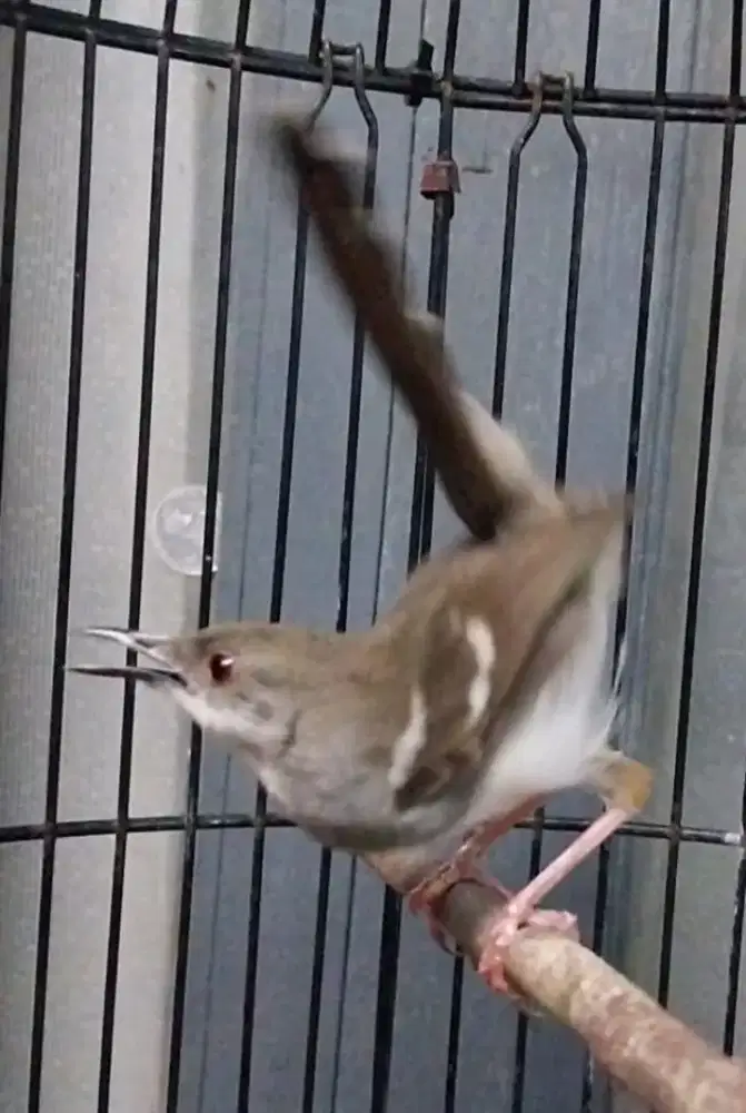 Ciblek kristal gacor