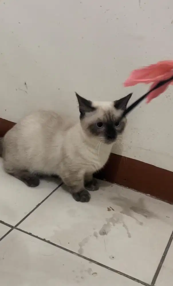 LA Lepas Adopt Kucing Munchkin