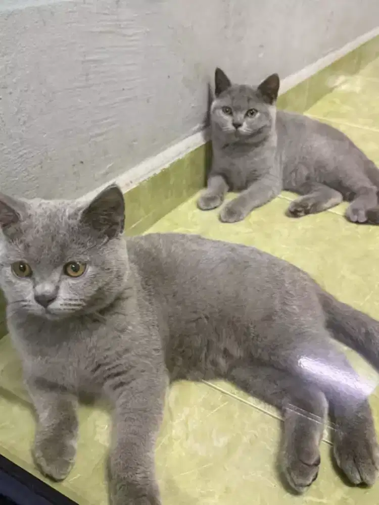 DIJUAL ANAK KUCING BRITISH SHORTHAIR