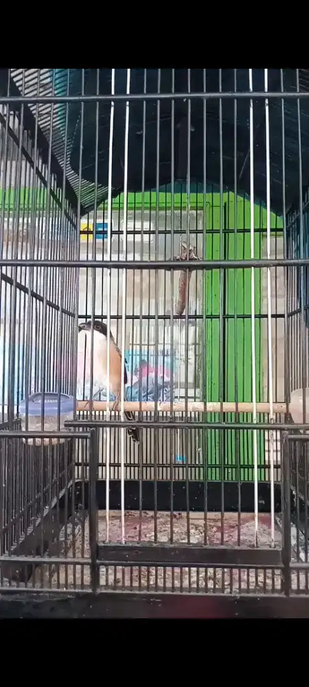 Cendet Sembur 1x urakan