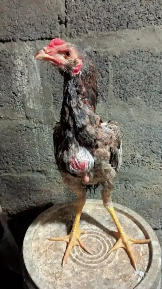 Ayam bulbi jantan