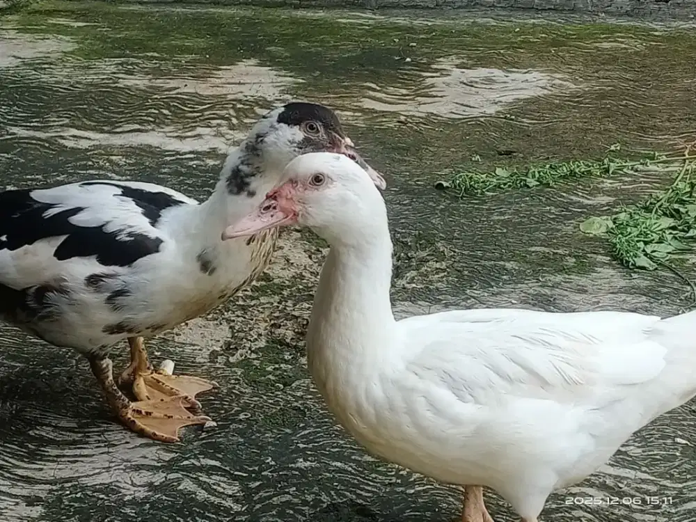 Dijual Bebek 2 ekor 150rb