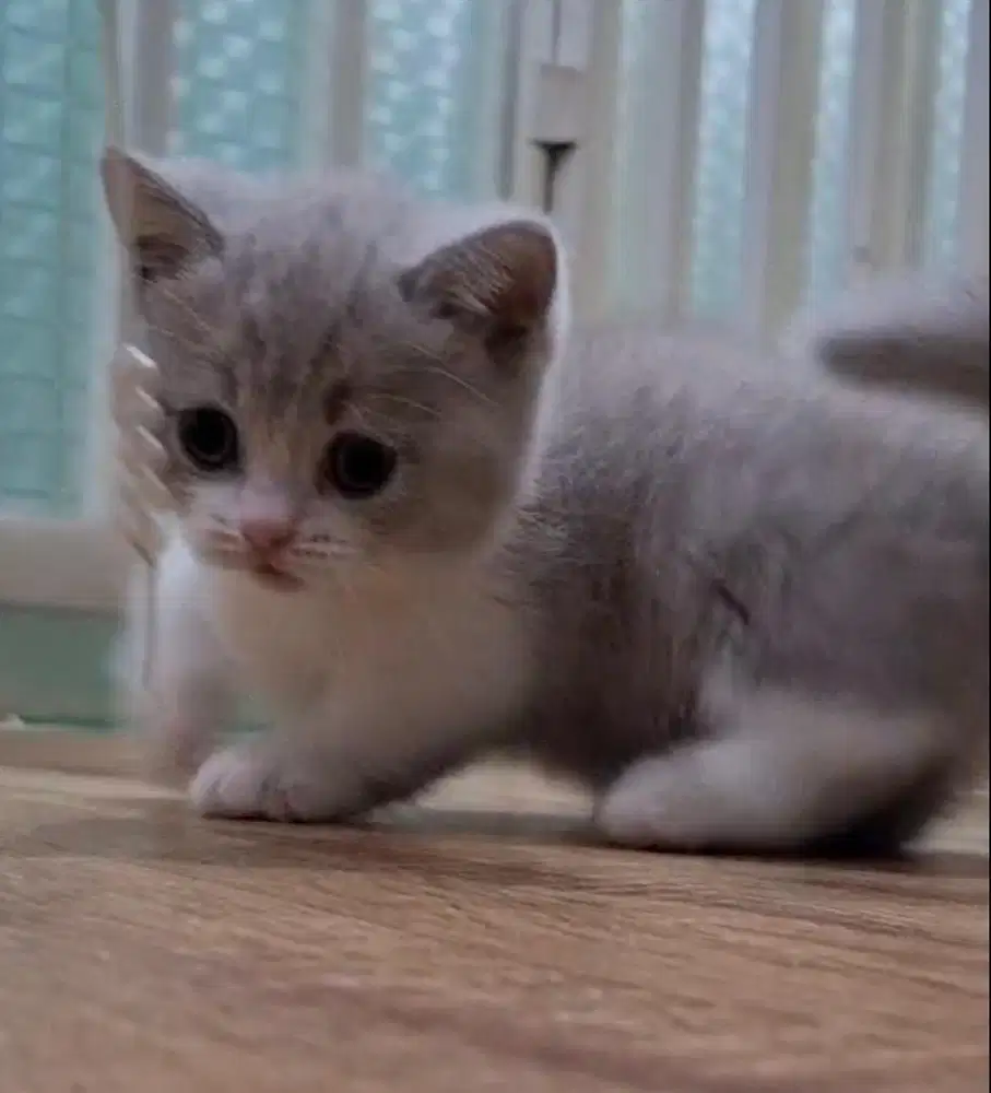 Munchkin bsh bicolor betina