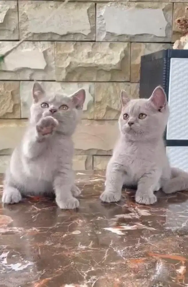 Munckin bsh lilac jantan dan betina