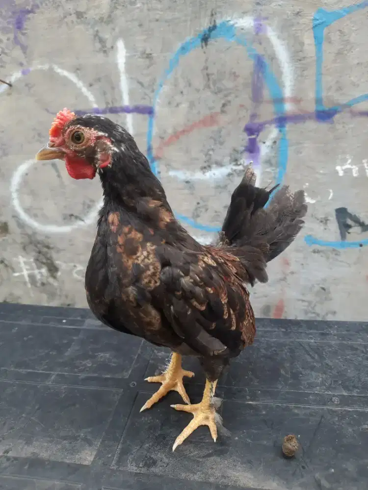 AYAM KATE ANAKAN UMUR 4 BULAN