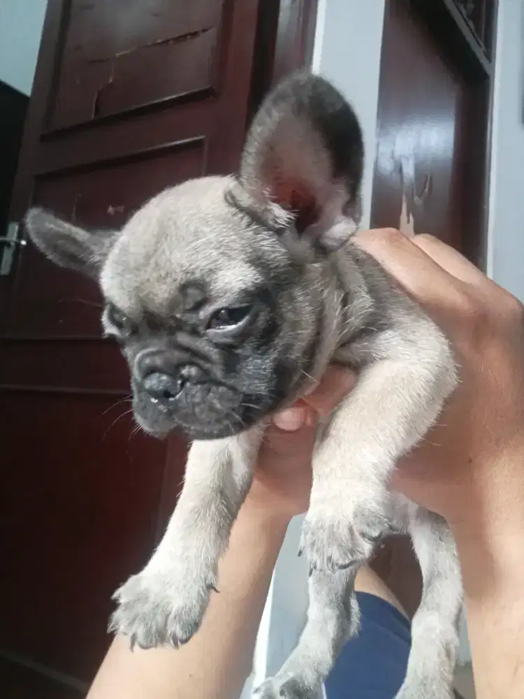 Dijual puppy French bulldog