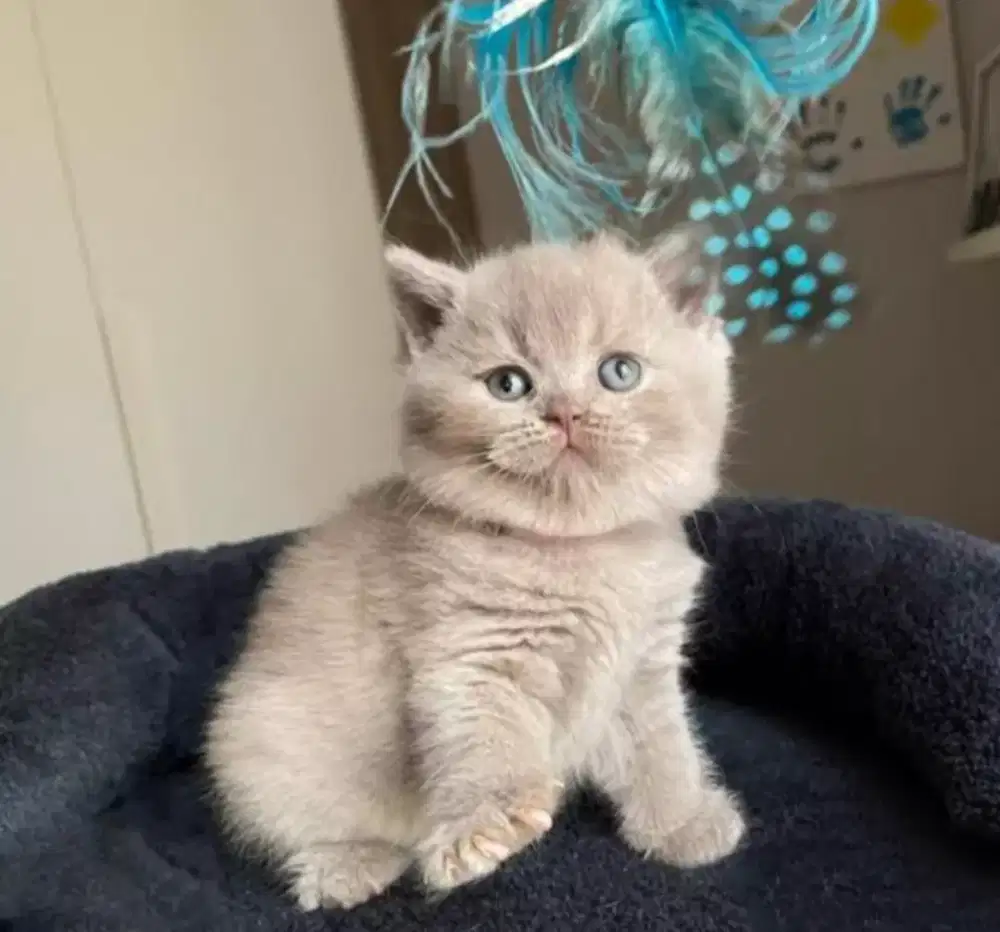 DIJUAL ANAK KUCING BRITISH SHORTHAIR