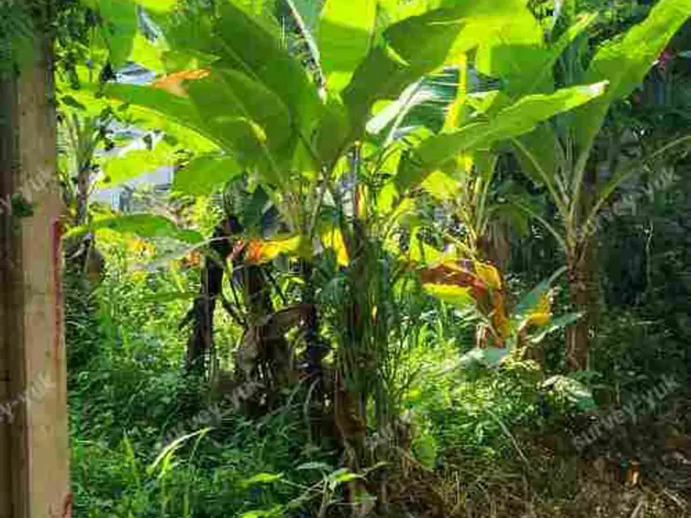 Tanah 160 m2 Di Sewakan akses mobil Pondok Ranji