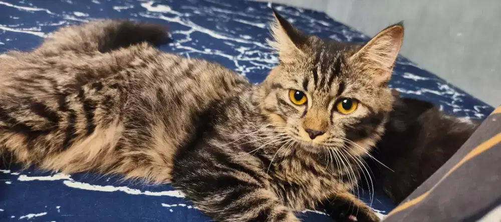 Kitten Betina Mixdom Persia