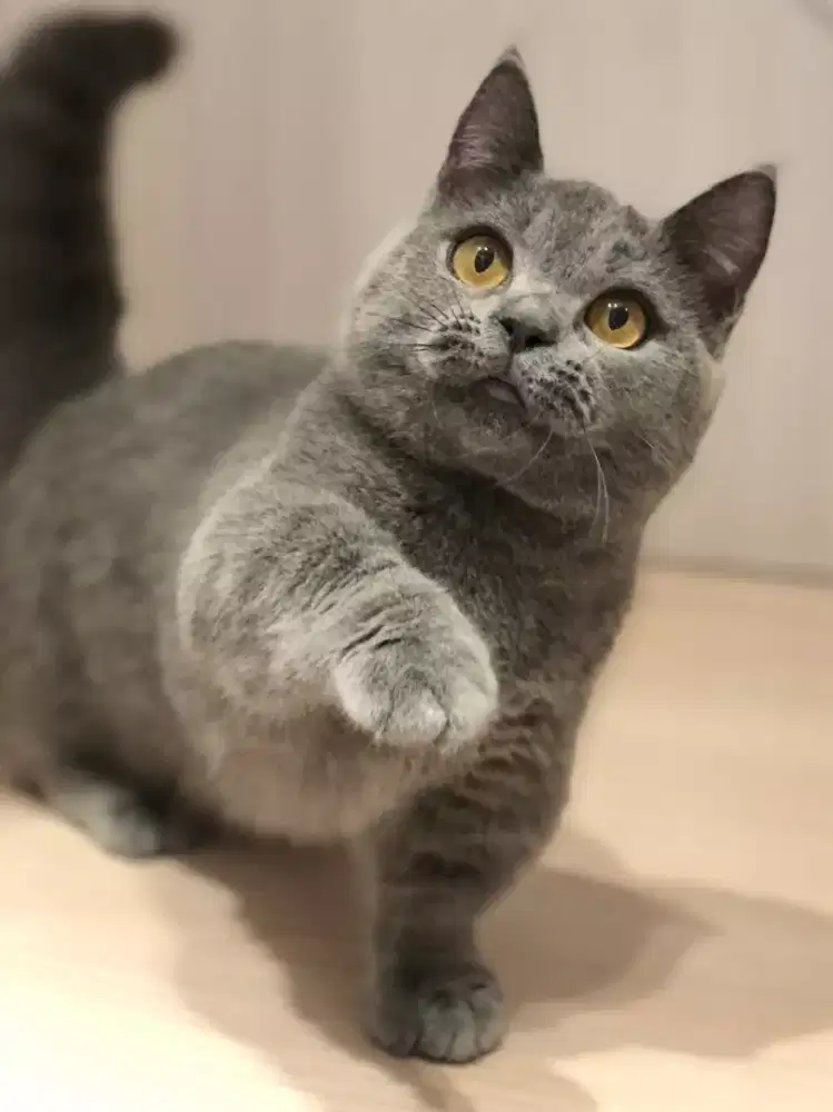 DIJUAL ANAK KUCING MUNCHKIN BRITISH