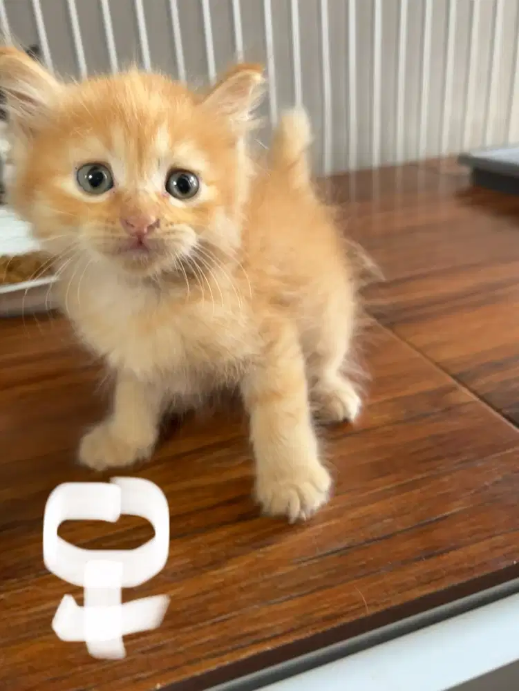 Siap Adopsi Kitten Indukan Kucing Betina Persia Flatnose Longhair