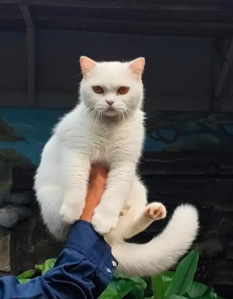 British Shorthair w62