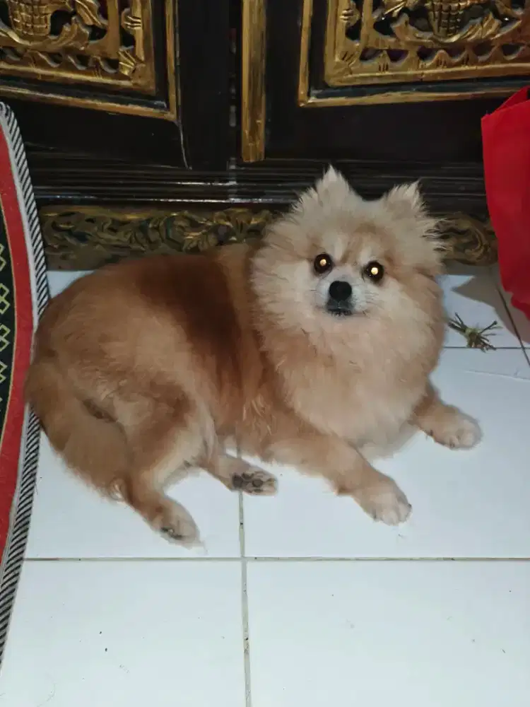 Minipom Betina Dewasa