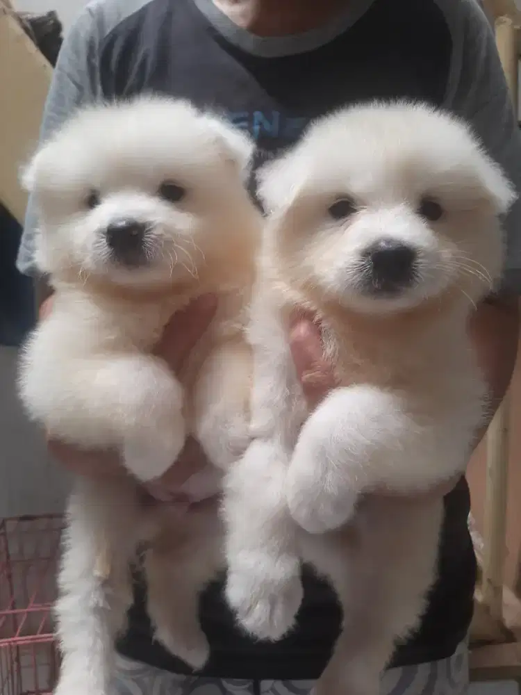 ANAK ANJING SAMOYED STAMBUM, VAKSIN, CHIP. GOOD QUALITY!