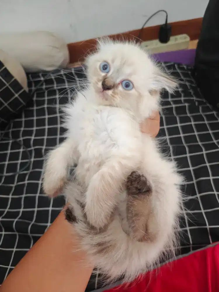 Himalayan 1 Jantan 1 Betina