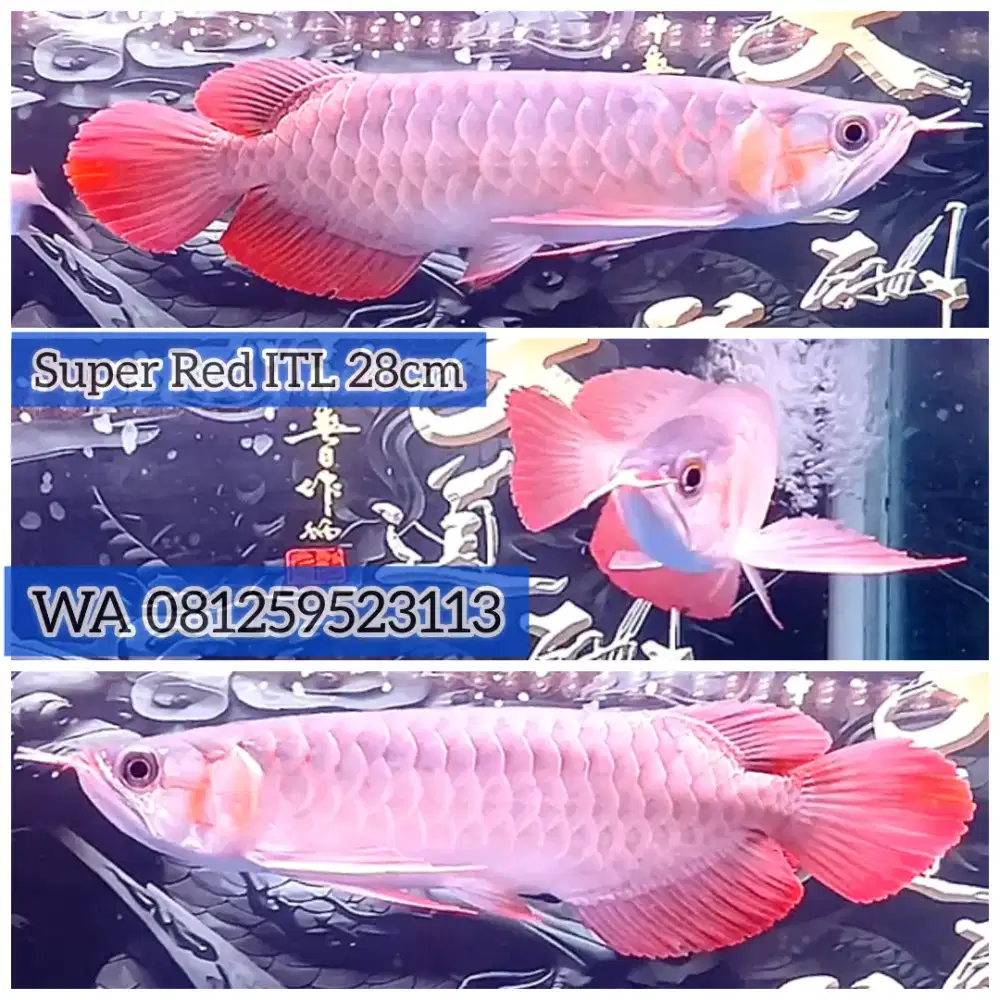 Arwana Super Red ITL ( i tiauw lung ) Size 26cm Spek Kontes