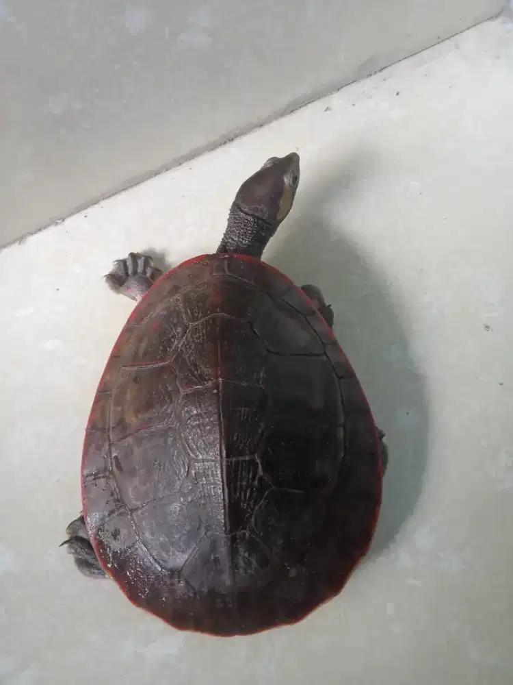 Kura-Kura Dada Merah