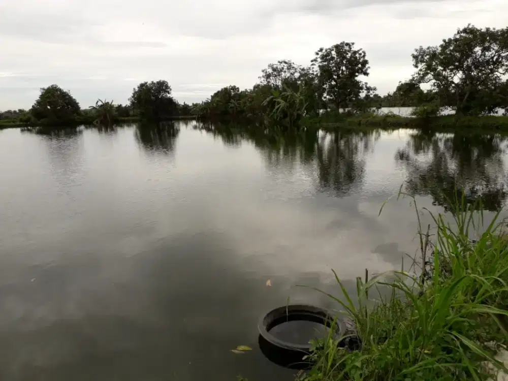 Tambak Aktive Di Jual