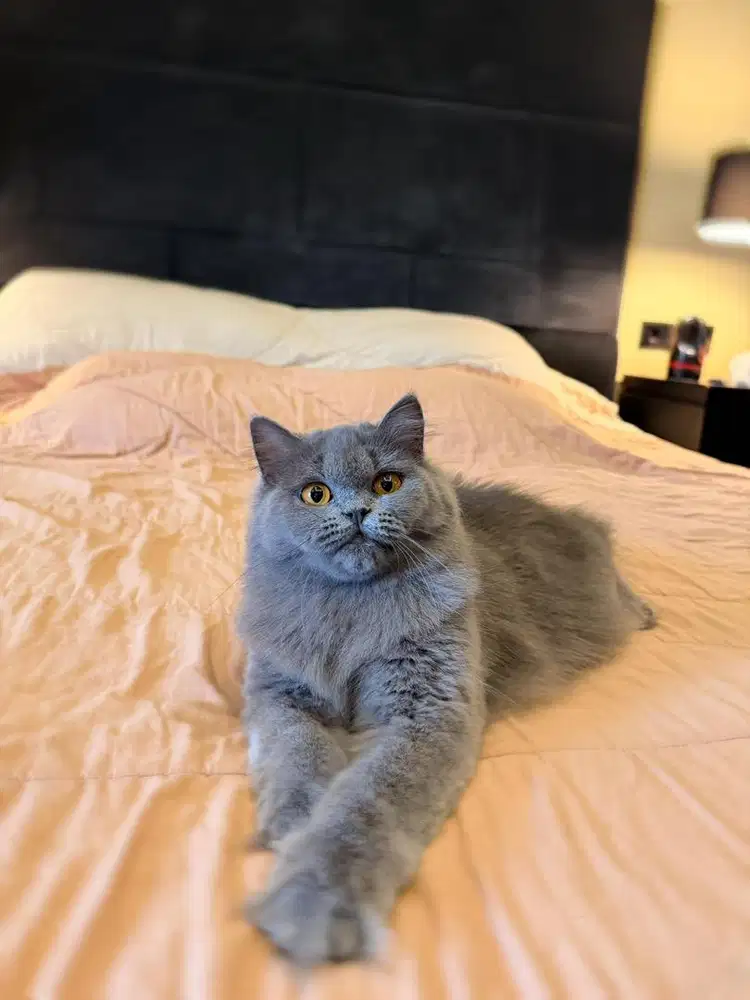 Kucing British Longhair FEMALE Blue BSH SF BLH