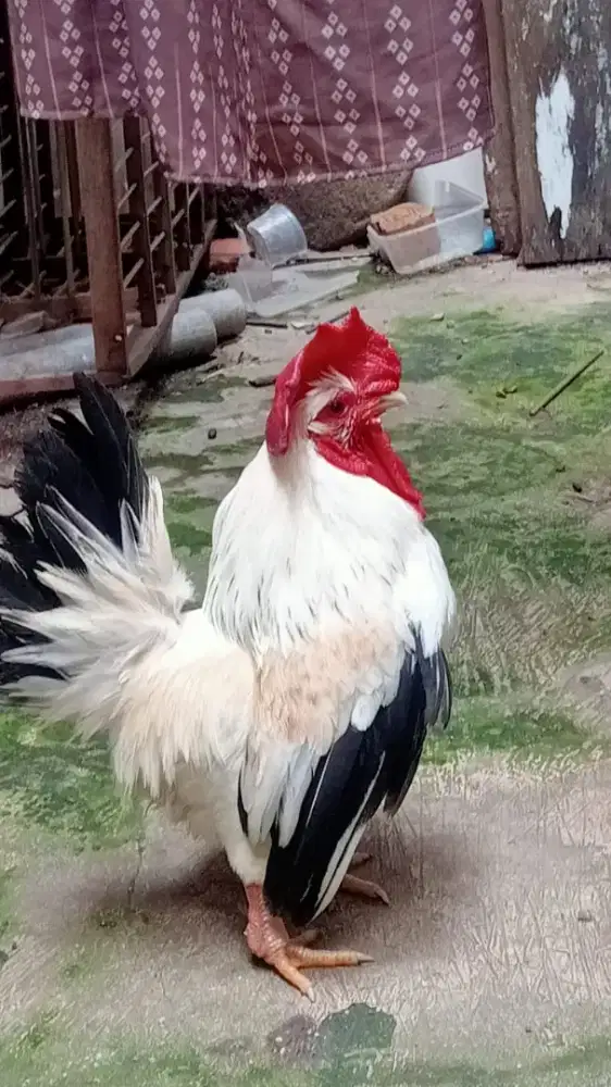Ayam kate jantan