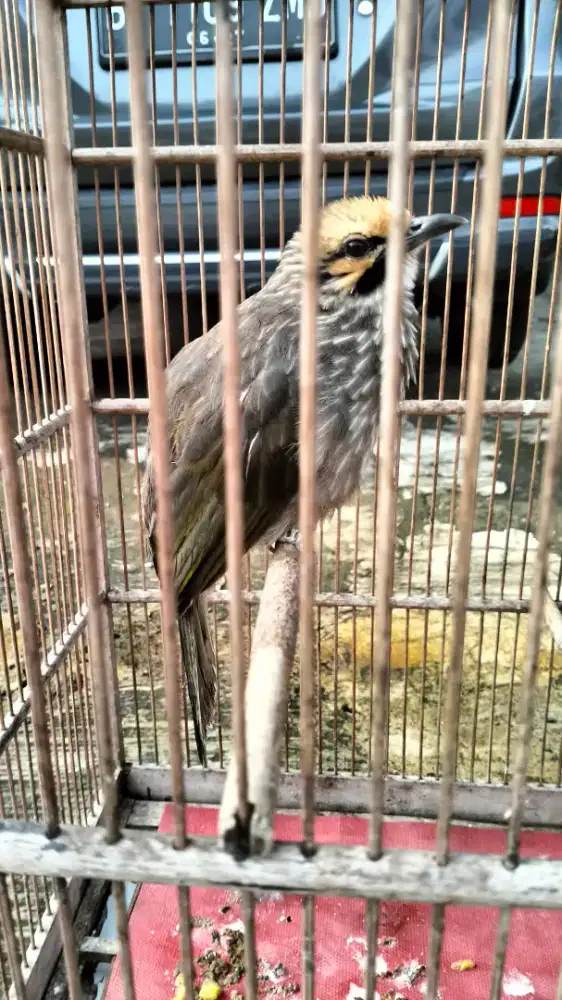 Cucak Rowo jantan dna