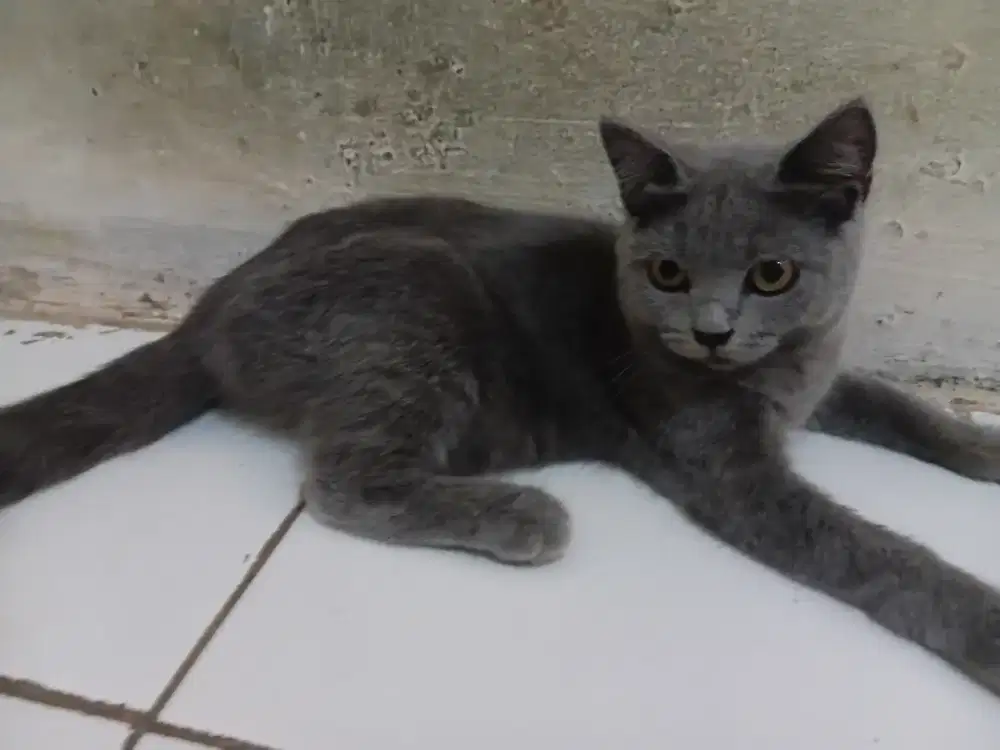 Bsh pure jantan usia 5bulan sehat gemuk