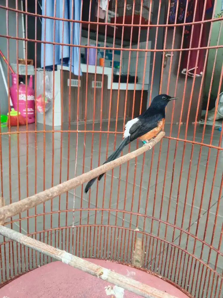 Jual muray brisik kandang BnR masi bagus kodong tebal matap