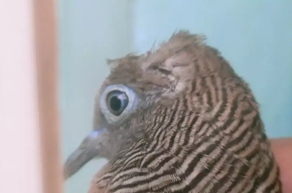 Perkutut lurah lokal alam super