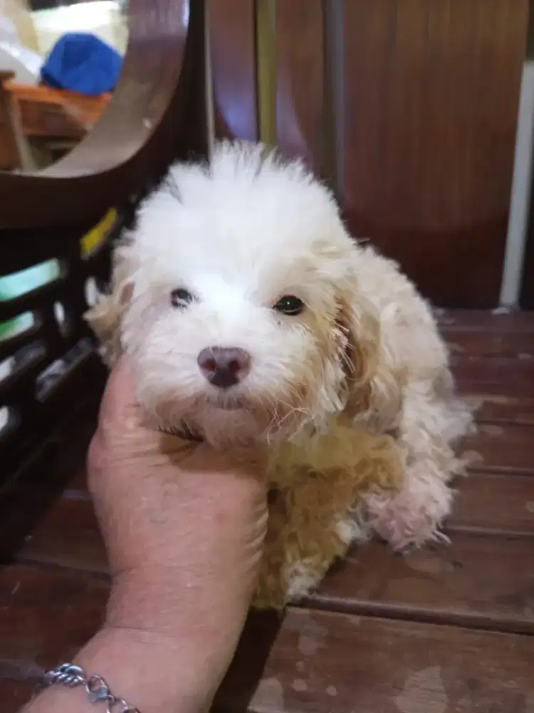 Indukan betina poodle Hamil putih