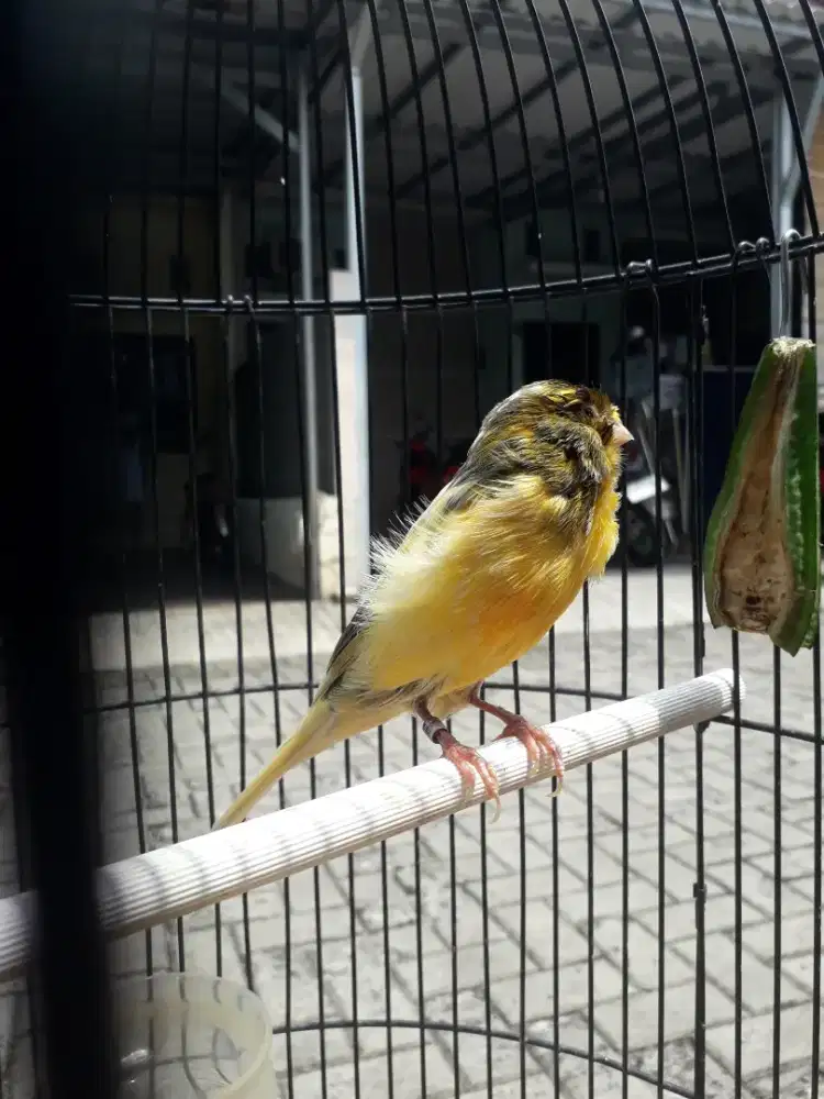 Jual burung kenari 2 paud