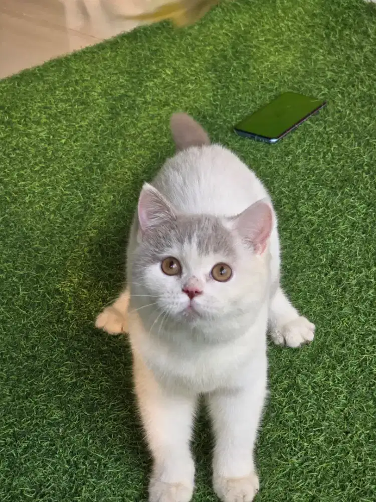 Kucing british shorthair bsh british shorthair