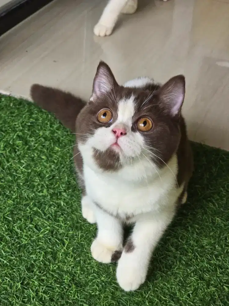 Kucing british shorthair bsh british shorthair