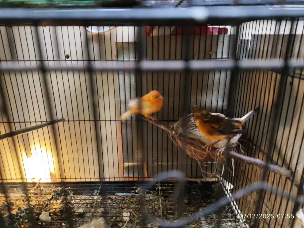 jual borongan 19 burung produk