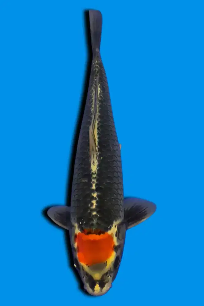 Koi Tancho Beniginga Import Ikarashi Farm