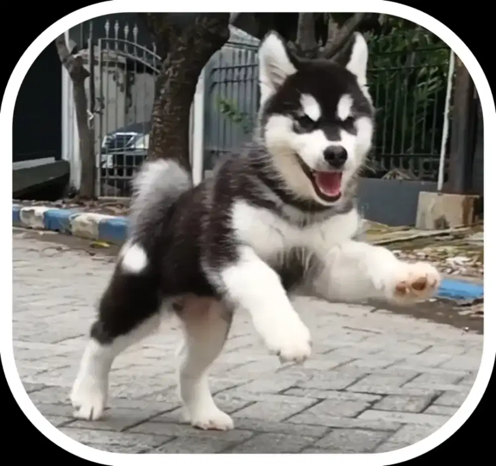 Alaskan Malamute Big Bone Super Quality