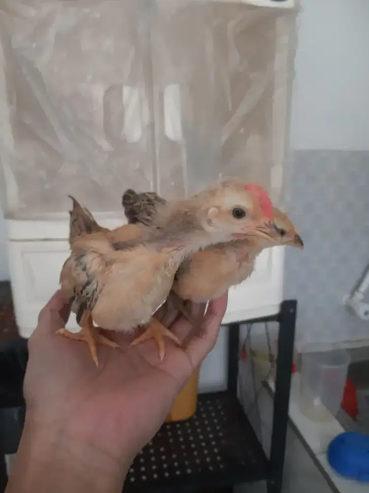 Sepasangan kate umur 1 bulan lebih