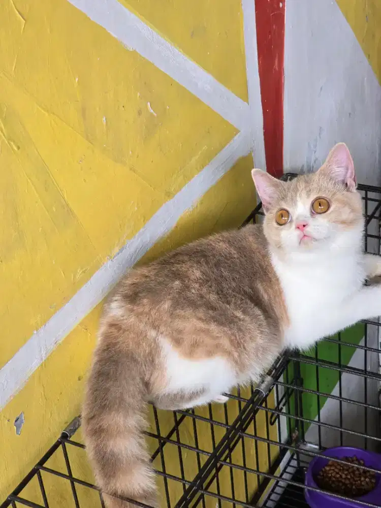 Kucing british shorthair bsh british shorthair