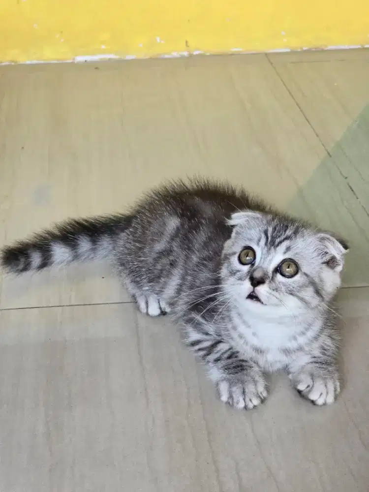 Kucing british shorthair bsh x scotish fold