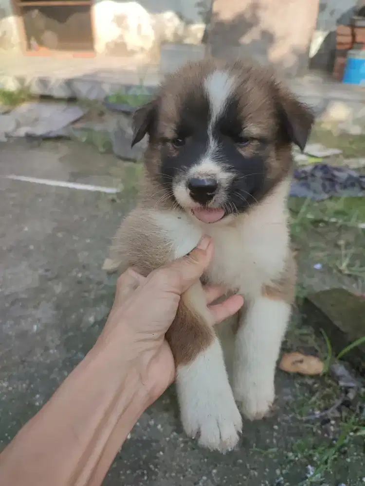 Anak anji g blasteran imut