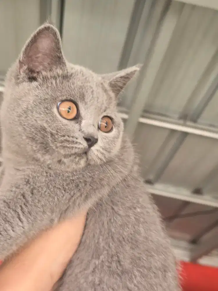 Kucing british shorthair bsh british shorthair